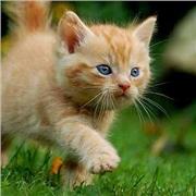 Laureata in legge impartisce ripetizioni